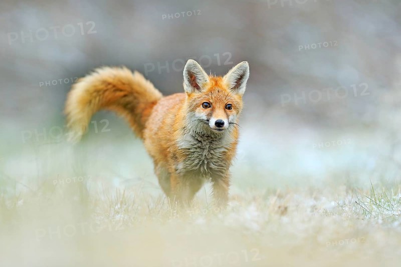Red Fox jumping, Vulpes vulpes, wildlife scene from Europe. Orange fur coat animal in the nature habitat. Fox on the green forest meadow