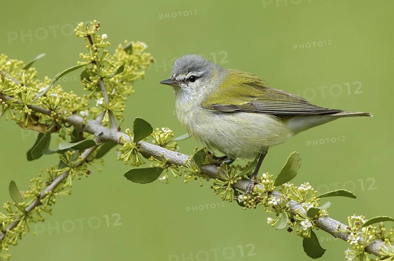 Tennessee Warbler (Leiothlypis peregrina), Texas, USA
