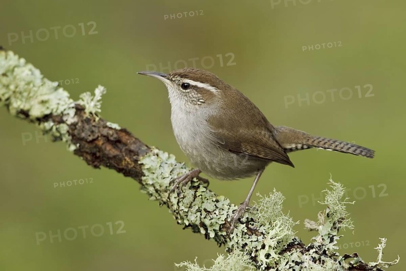 Bewick's Wren (Thryomanes bewickii), Canada