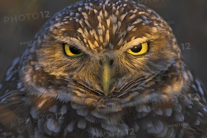 Burrowing Owl (Athene cunicularia), Florida, USA
