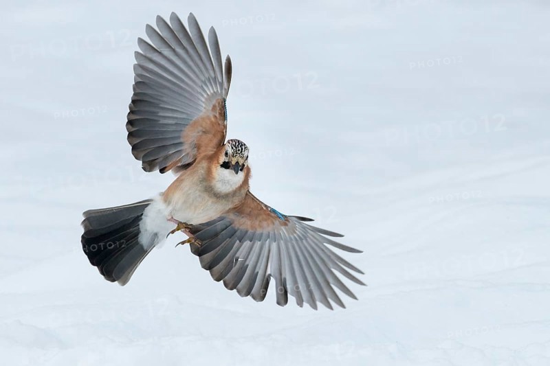 Eurasian Jay (Garrulus glandarius) flying, Lower Saxony, Germany