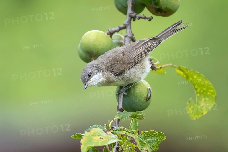 Lesser Whitethroat (Sylvia curruca) young bird in a plum tree, Mecklenburg-Western Pomerania, Germany
