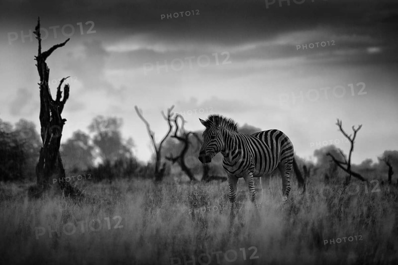 Zebra with dark storm sky. Burchell's zebra, Equus quagga burchellii, Nxai Pan National Park, Botswana, Africa. Wild animal on the meadow. Wildlife nature, African safari. Black and white art