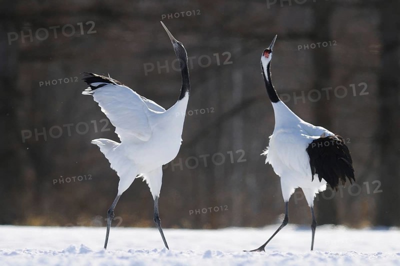 Red-crowned Crane (Grus japonensis) calling, Hokkaido, Japan