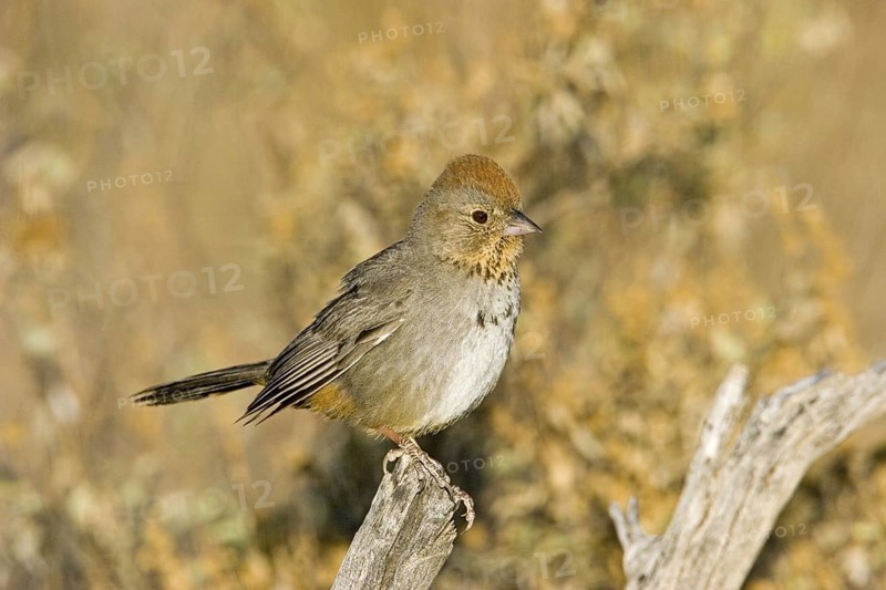 Canyon Towhee Pipilo fuscus Tucson, Arizona, United States 7 June Adult Emberizidae