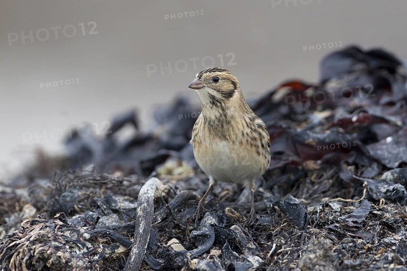 Lapland Longspur (Calcarius lapponicus) foraging at a beach, Schleswig-Holstein, Germany