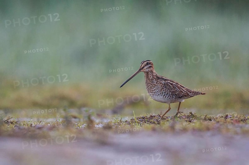 Common Snipe (Gallinago gallinago) foraging, North Rhine-Westphalia, Germany