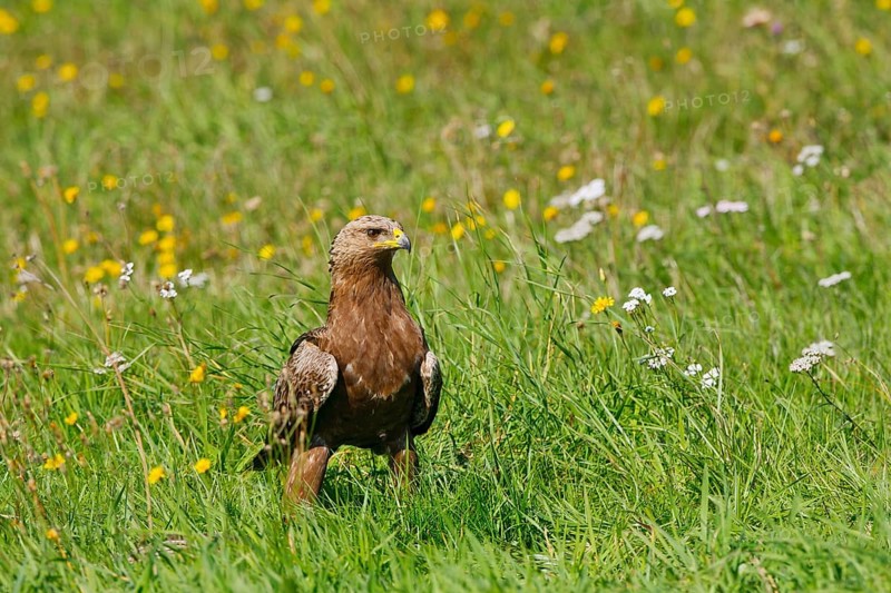 Lesser Spotted Eagle (Clanga pomarina), Mecklenburg-Western Pomerania, Germany