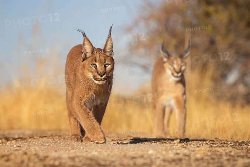 Caracal (Caracal caracal) two adult walking in meadow, Castile-La Mancha, Spain