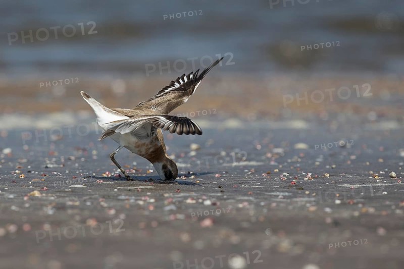 Greater Sand Plover (Charadrius leschenaultii) foraging on beach, Ras al-Sawadi, Oman