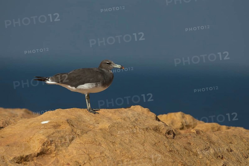 Sooty Gull (Ichthyaetus hemprichii), Ras Janjari, Oman
