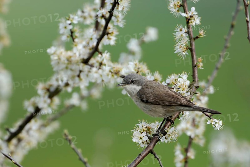Lesser Whitethroat (Sylvia curruca), North Rhine-Westphalia, Germany