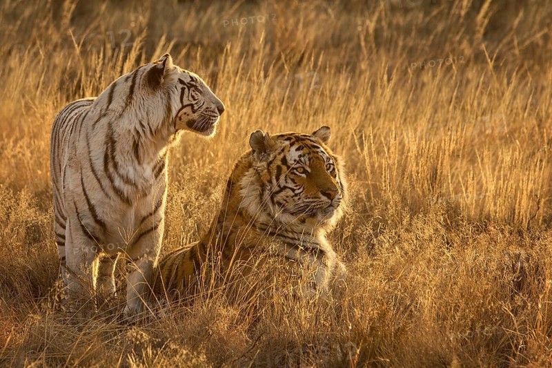 Bengal Tiger (Panthera tigris) white morph female together with normal color male, captive, Philippolis, South Africa