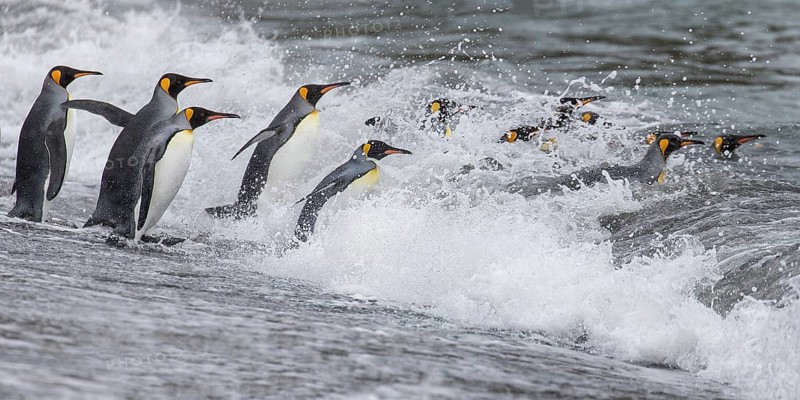 King Penguin (Aptenodytes patagonicus) group going to sea, South Georgia