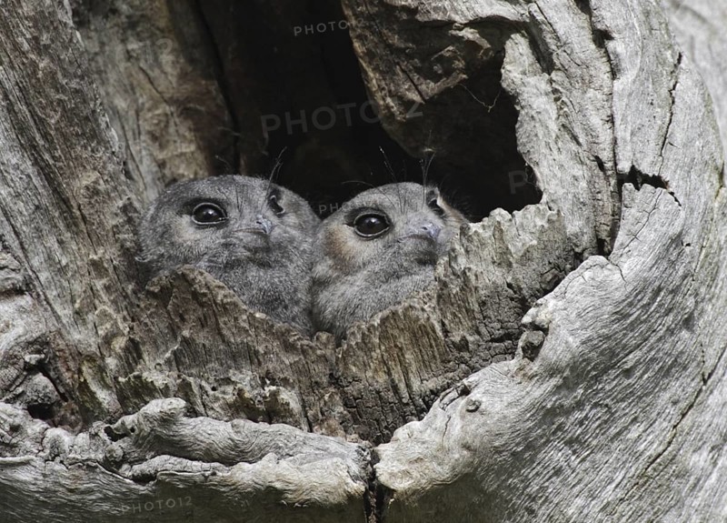 Australian Owlet-nightjar (Aegotheles cristatus), Australian Capital Territory, Australia