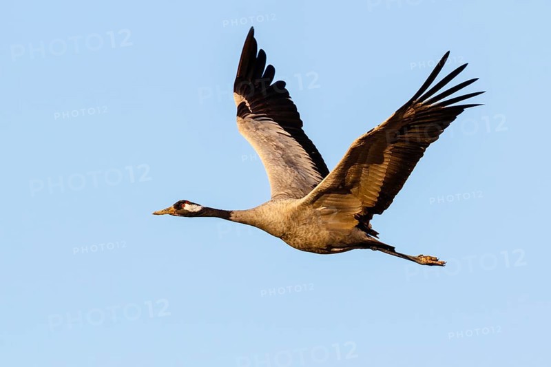 Common Crane (Grus grus) flying, Gallocanta Lake, Spain