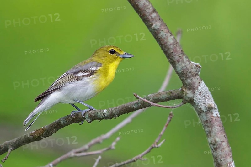 Yellow-throated Vireo (Vireo flavifrons) perched on a branch in southern Ontario, Canada