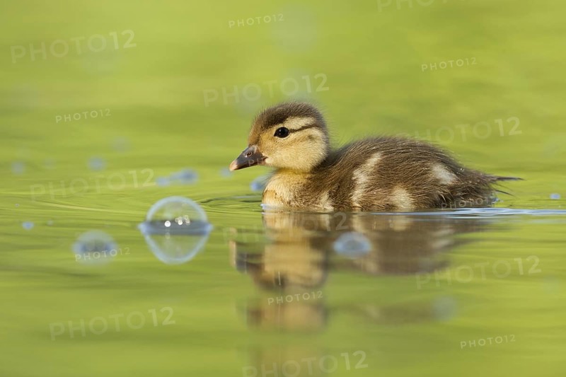 Mandarin Duck (Aix galericulata) juvenile, St. Gallen, Switzerland