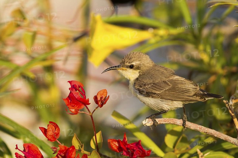 Purple Sunbird (Cinnyris asiaticus) female, Oman