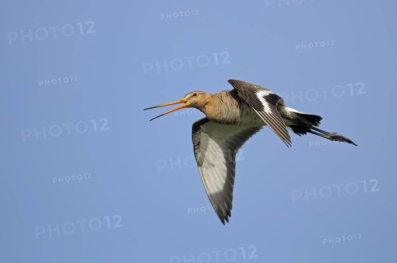 Uferschnepfe (Limosa limosa), Black-tailed Godwit, rufender Altvogel im Flug, Mai, Nijkerk, Niederlande
