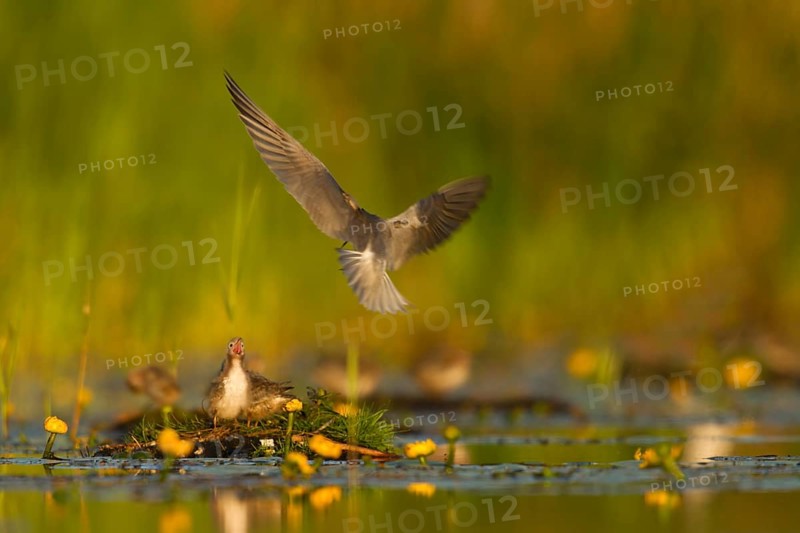 Black Tern (Chlidonias niger) feeding of juvenile, Netherlands