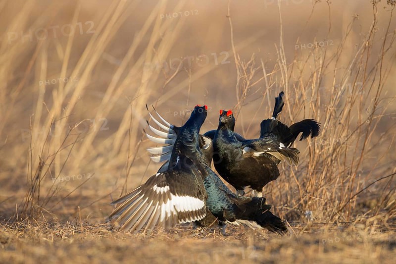 Black Grouse (Lyrurus tetrix) male, Nizhegorodskaya, Russia