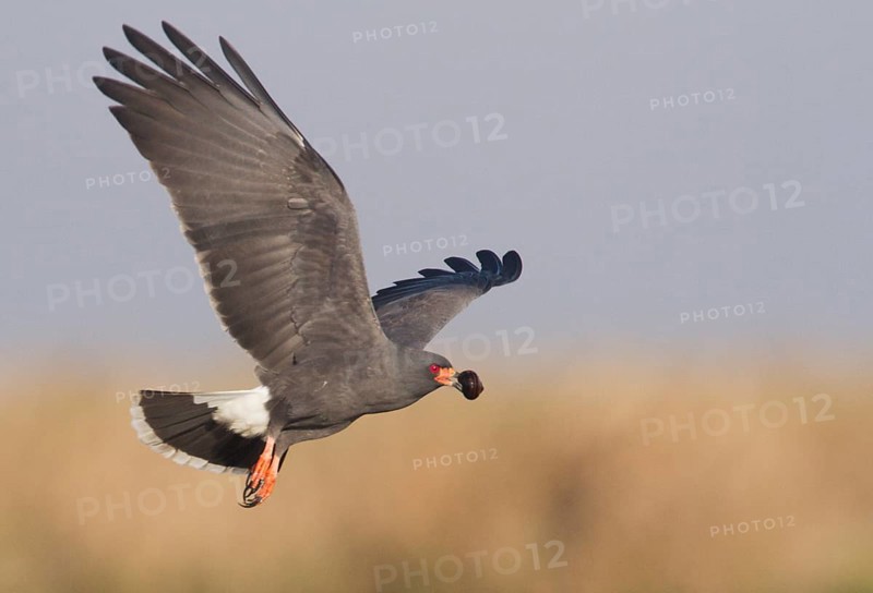 Snail Kite (Rostrhamus sociabilis) flying, Corrientes, Argentina