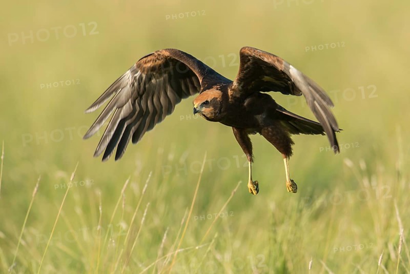Western Marsh Harrier (Circus aeruginosus) juvenile flying, Schleswig-Holstein, Germany