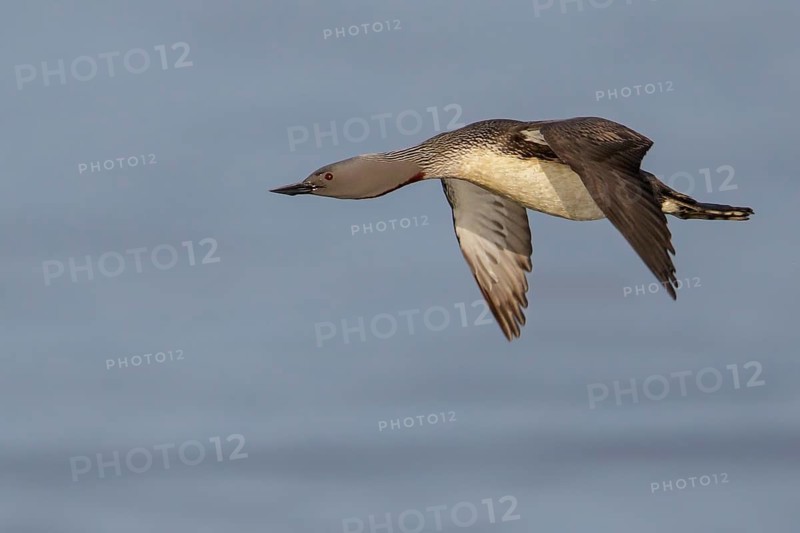 Red-throated Loon (Gavia stellata) feeding in the ocean near Nome, Alaska