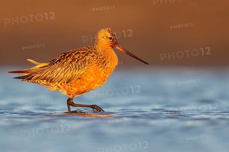 Bar-tailed Godwit (Limosa lapponica) feeding along a river in Nome, Alaska
