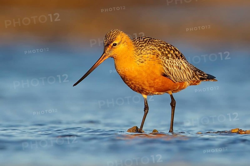 Bar-tailed Godwit (Limosa lapponica) feeding along a river in Nome, Alaska
