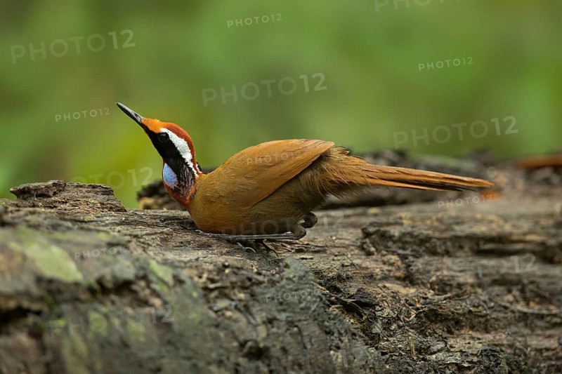 Rail-babbler (Eupetes macrocerus), Pahang, Malaysia