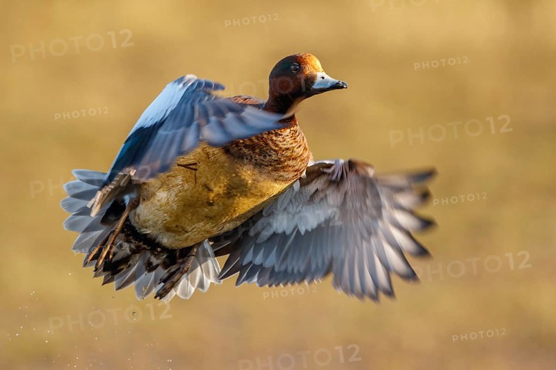 Eurasian Wigeon (Mareca penelope) male flying, Netherlands