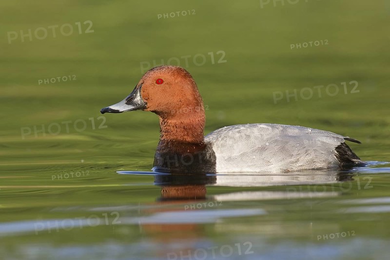 Common Pochard (Aythya ferina) male, Brandenburg, Germany