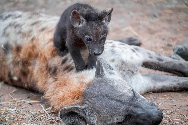Spotted hyena (Crocuta crocuta), young animal nibbling on the mother's ear, Kruger National Park, South Africa