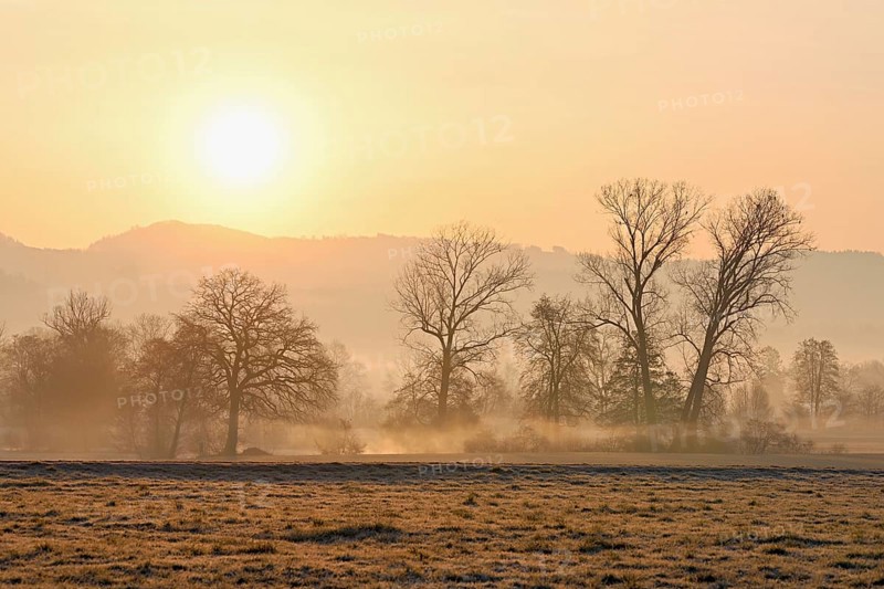 Meadows and trees in the early morning mist in the light of the rising sun, Reusstal, Aristau, Freiamt, Canton Aargau, Switzerland