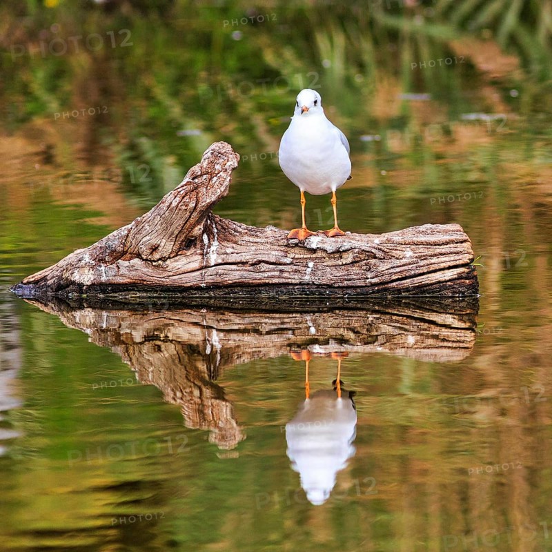 Black-headed Black-headed Gull (Chroicocephalus ridibundus) on dead wood in a pond, Pont de Gau Bird Park, Camargue, France