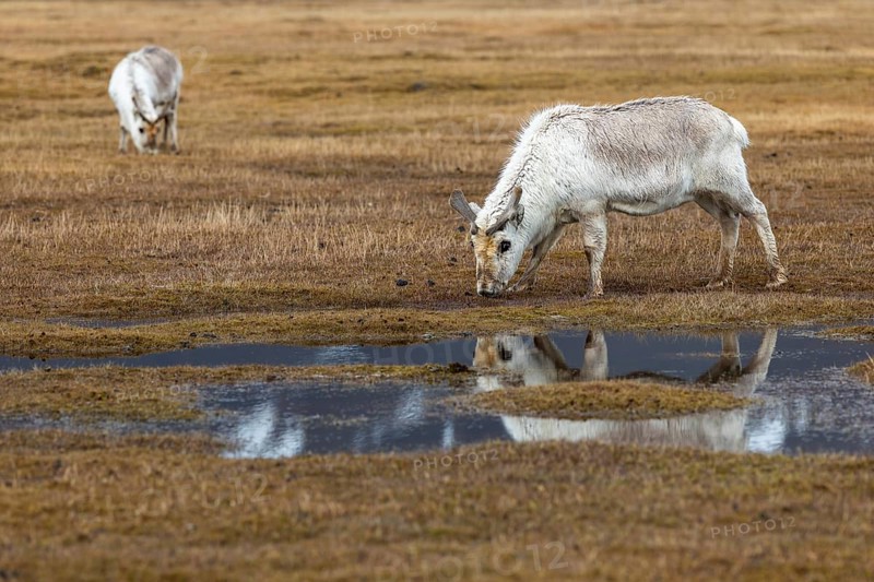 Svalbard skink (Rangifer tarandus platyrhynchus) reflected in the water, Mammals (Mammalia), Longyearbyen, Svalbard, Svalbard