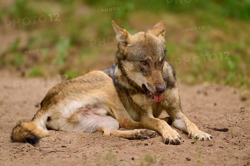 Wolf (Canis lupus), lying wolf sticks out his tongue and looks thoughtful on sandy ground, Germany