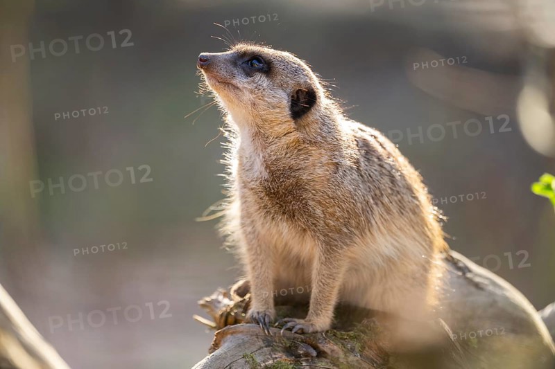 Meerkat (Suricata suricatta) sitting on a tree trunk, captive, Germany