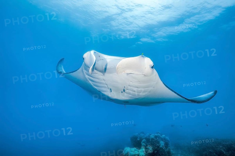 Underwater photo of giant ray manta ray (Manta birostris) plankton eater swimming over the edge of coral reef, Pacific Ocean