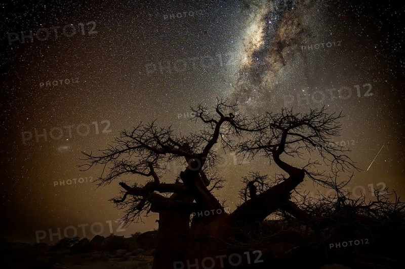 Silhouette of a baobab tree with starry sky and Milky Way, African baobab (Adansonia digitata), night shot, Kubu Island (Lekubu), Sowa Pan, Makgadikgadi Salt Pans, Botswana