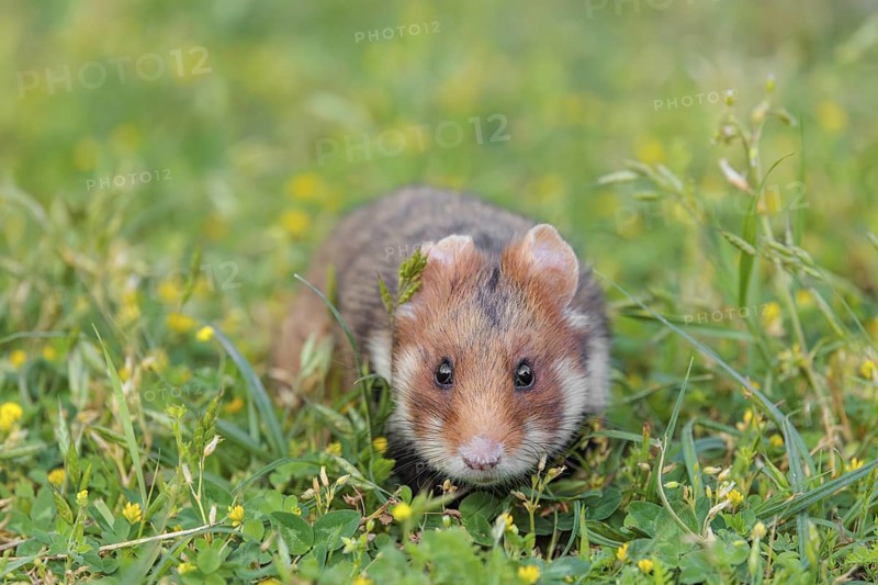 A European hamster (Cricetus cricetus) collects herbs, grass and daisies in a fresh green meadow