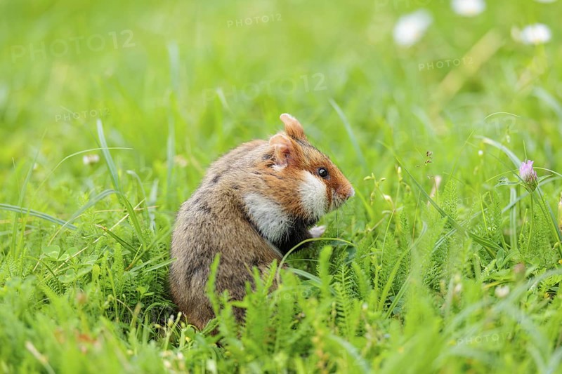 A European hamster (Cricetus cricetus) collects herbs, grass and daisies in a fresh green meadow