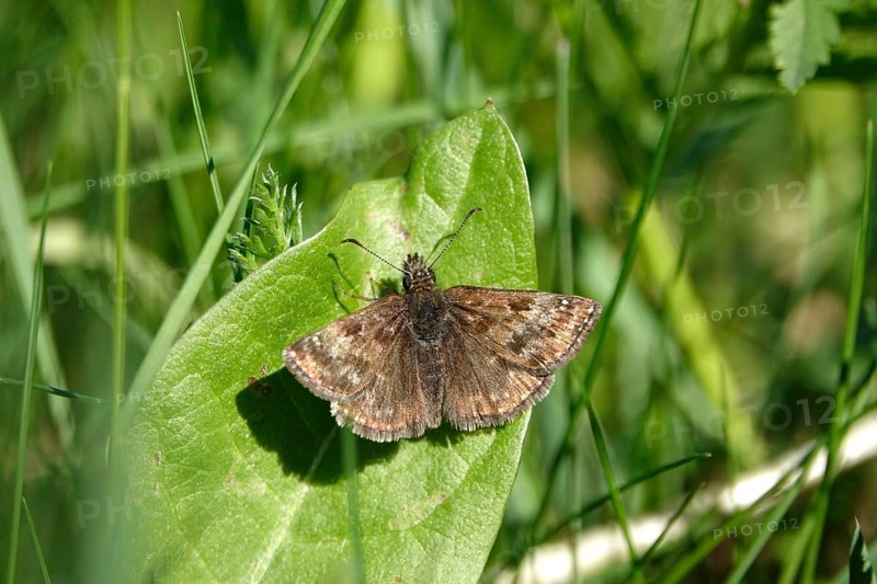 Crown vetch butterfly (Erynnis tages), meadow in spring, Germany