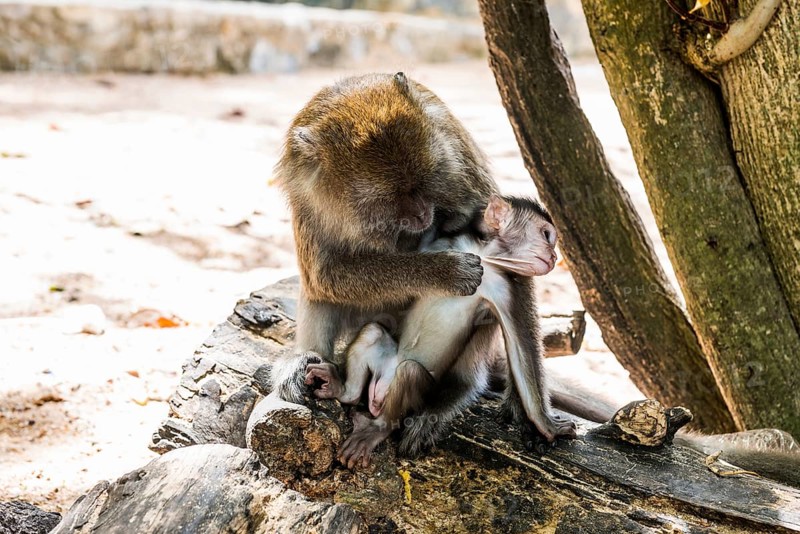 Monkeys on the beach, macaques, Ao Nang Beach, Ao Nang, Krabi, Thailand