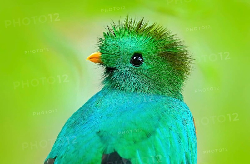 Resplendent Quetzal, Pharomachrus mocinno, from Guatemala with blurred green forest foreground and background. Magnificent sacred green and red bird. Detail portrait Resplendent Quetzal. Green trogon