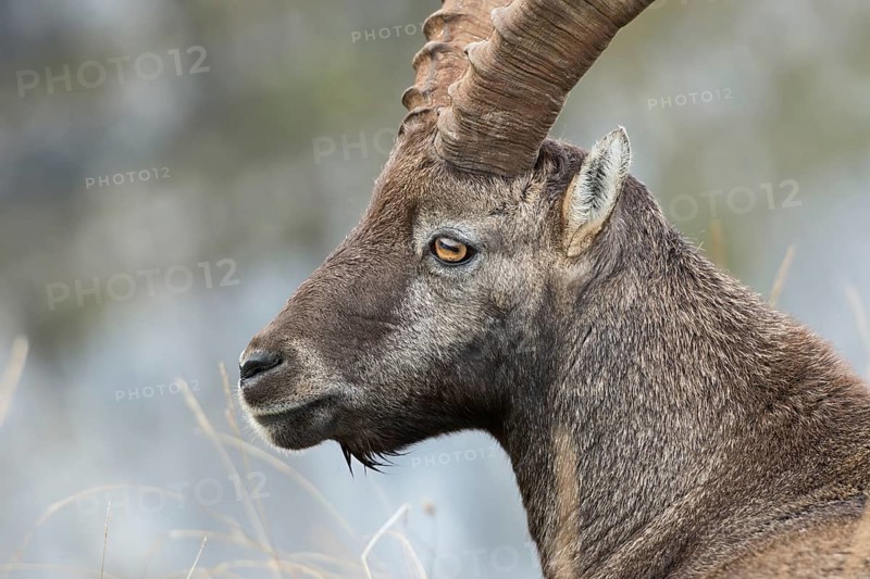 Alpine Ibex (Capra ibex) male portrait, Valais Alps, Switzerland