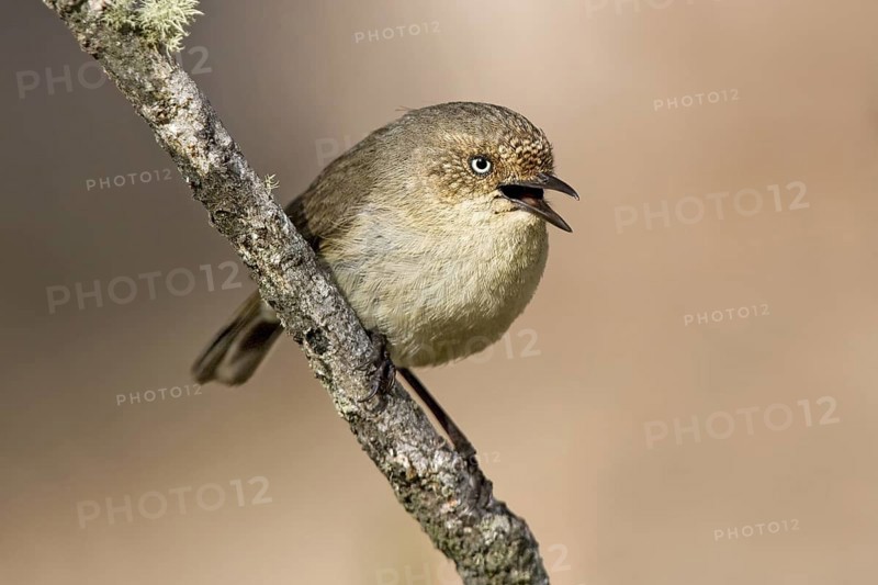 Western Thornbill (Acanthiza inornata) singing, Western Australia, Australia