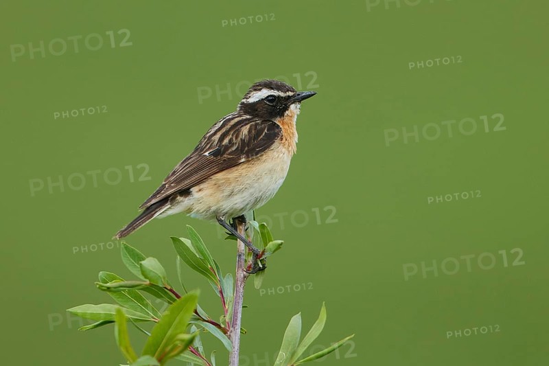 Whinchat (Saxicola rubetra) male, Armenia